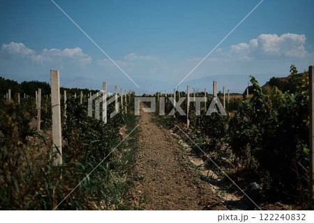 vineyard near the Armenian monastery of Khor Virap 122240832