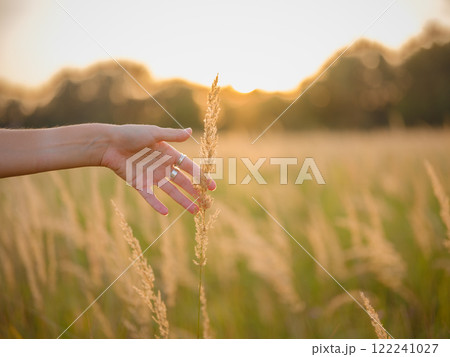 woman's hand touching wheat ears, close-up of fingers holding grain, delicate hand in field of wheat, golden hour macro shot of wheat, sunlight on woman's hand 122241027