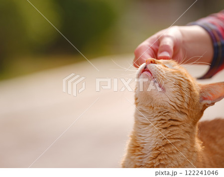 Street cats of Turkey roam freely, lounging, playing, and exploring the vibrant streets, creating charming scenes of daily life in urban and rural settings. woman petting a cat 122241046