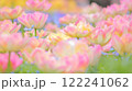 ピンク色の八重咲きチューリップ畑 122241062
