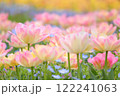 ピンク色の八重咲きチューリップ畑 122241063