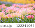 ピンク色の八重咲きチューリップ畑 122241064