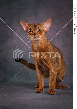 A ginger Abyssinian cat poses against a beautiful background in a photo studio. A ginger Abyssinian cat poses against a beautiful background in a photo studio. 122241065