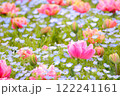 八重咲きチューリップとネモフィラ畑 122241161