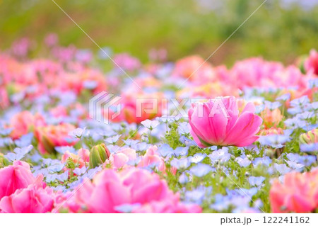 八重咲きチューリップとネモフィラ畑 122241162