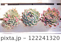 綺麗に育った多肉植物 122241320