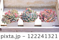 綺麗に育った多肉植物 122241321