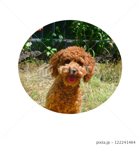 Miniature red poodle portrait in a round frame. Miniature red poodle portrait in a round frame. 122241464