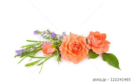Pink flower rose, lavender composition isolated on white. Free space for text. Wide photo. 122241465