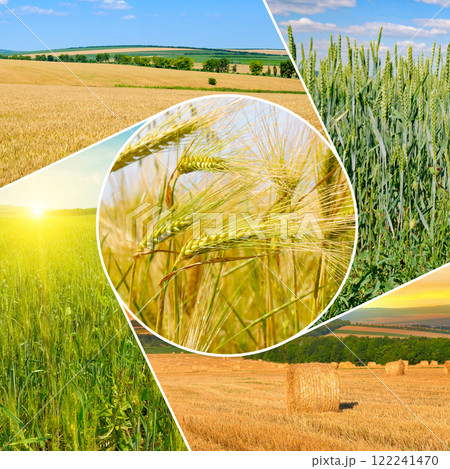Wheat fields and blue sky. Mosaic pattern. Wheat fields and blue sky. Mosaic pattern. 122241470