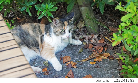 公園で寛ぐ野良猫 公園で寛ぐ野良猫 122241585