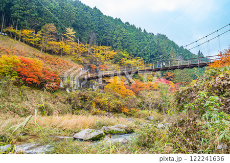 豊田市の大井平公園の風のつり橋と紅葉の風景(愛知県) 豊田市の大井平公園の風のつり橋と紅葉の風景(愛知県) 122241636