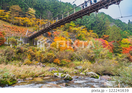 豊田市の大井平公園の秋の紅葉に染まる風のつり橋の風景(愛知県) 豊田市の大井平公園の秋の紅葉に染まる風のつり橋の風景(愛知県) 122241639