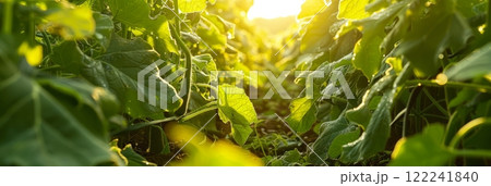 Zucchinis thrive on a plantation, their vibrant green skins gleaming among lush foliage, promising a bountiful and healthy harvest, banner Zucchinis thrive on a plantation, their vibrant green skins gleaming among lush foliage, promising a bountiful and healthy harvest, banner 122241840