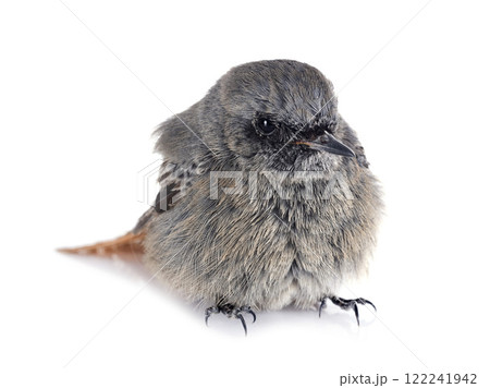 Black redstart in studio 122241942