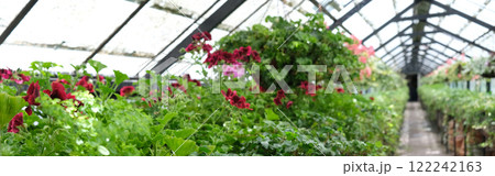 Ivy Plant and geranium in pot cultivated in greenhouse or glasshouse for spring sale at the local garden center. banner. Ivy Plant and geranium in pot cultivated in greenhouse or glasshouse for spring sale at the local garden center. banner. 122242163