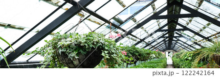 Ivy Plant in pot cultivated in greenhouse or glasshouse for spring sale at the local garden center. Banner Ivy Plant in pot cultivated in greenhouse or glasshouse for spring sale at the local garden center. Banner 122242164
