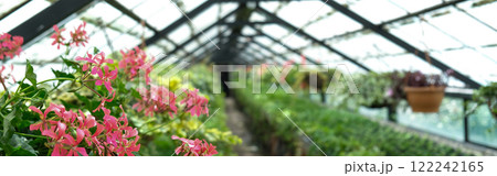 Ivy Plant and geranium in pot cultivated in greenhouse or glasshouse for spring sale at the local garden center. banner. Ivy Plant and geranium in pot cultivated in greenhouse or glasshouse for spring sale at the local garden center. banner. 122242165