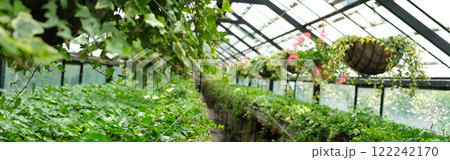 Ivy Plant in pot cultivated in greenhouse or glasshouse for spring sale at the local garden center. Banner 122242170