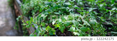 Ivy Plant and geranium in pot cultivated in greenhouse or glasshouse for spring sale at the local garden center. banner. Ivy Plant and geranium in pot cultivated in greenhouse or glasshouse for spring sale at the local garden center. banner. 122242175