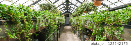 Ivy Plant and geranium in pot cultivated in greenhouse or glasshouse for spring sale at the local garden center. banner. Ivy Plant and geranium in pot cultivated in greenhouse or glasshouse for spring sale at the local garden center. banner. 122242176