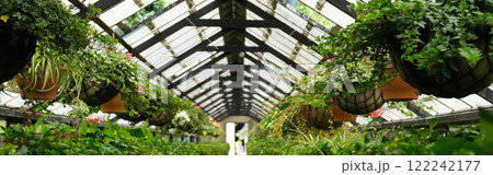 Ivy Plant and geranium in pot cultivated in greenhouse or glasshouse for spring sale at the local garden center. banner. 122242177