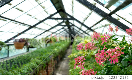 Ivy and geranium Plant in pot cultivated in greenhouse or glasshouse for spring sale at the local garden center. 122242182