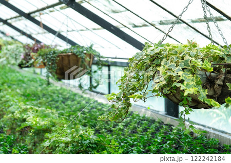 Ivy Plant in pot cultivated in greenhouse or glasshouse for spring sale at the local garden center. Ivy Plant in pot cultivated in greenhouse or glasshouse for spring sale at the local garden center. 122242184