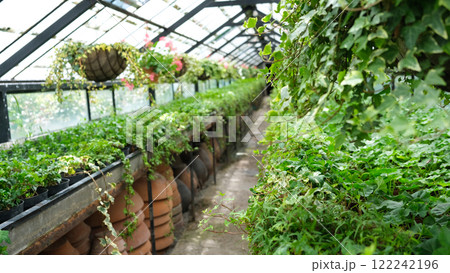 Ivy Plant in pot cultivated in greenhouse or glasshouse for spring sale at the local garden center. 122242196