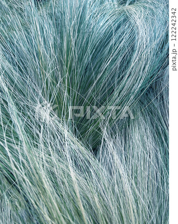 髪の毛のように靡くナギナタガヤ 122242342