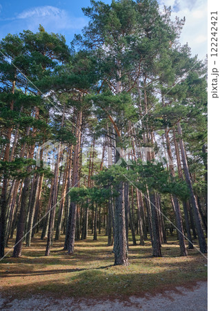 Beautiful tranquil forest with tall trees 122242421