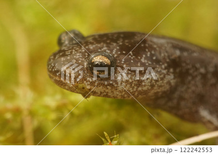 Closeup on ajuvenile of the endangered Tokyo salamander, Hynobius tokyoensis, juvenile on green moss 122242553