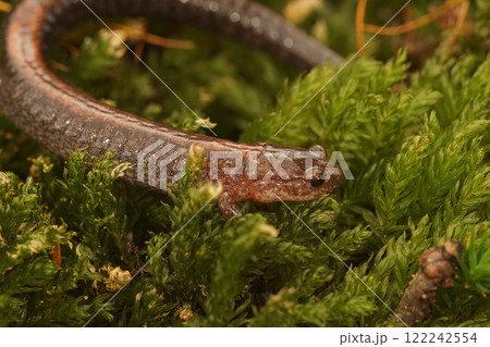 Closeup on the North-American lungless Red-backed Salamander, Plethodon cinereus on green moss Closeup on the North-American lungless Red-backed Salamander, Plethodon cinereus on green moss 122242554