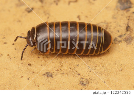 Closeup on a colorful Mediterranean milliped species, Glomeris marginata resembling a woodlouse 122242556