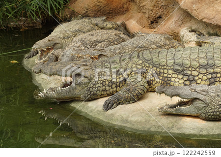 Closeup on large freshwater Nile crocodile, Crocodylus niloticus basking in the sun 122242559