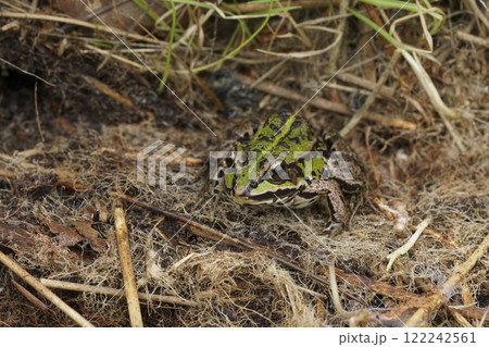 Closeup on the Eurasian marsh frog, Pelophylax ridibundus sitting in dried grass 122242561