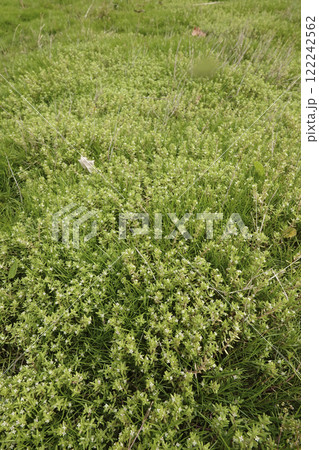 Vertical closeup on an aggregation of New Zealand pigmyweed or swamp stonecrop, Crassula helmsii 122242562