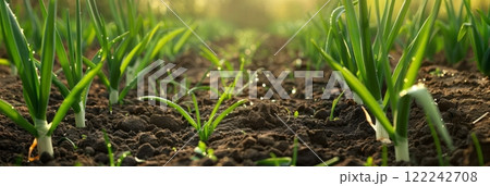 Thick, lush rows of green onions flourish on the plantation, their vibrant green shoots standing tall and promising a flavorful addition to culinary creations, banner 122242708