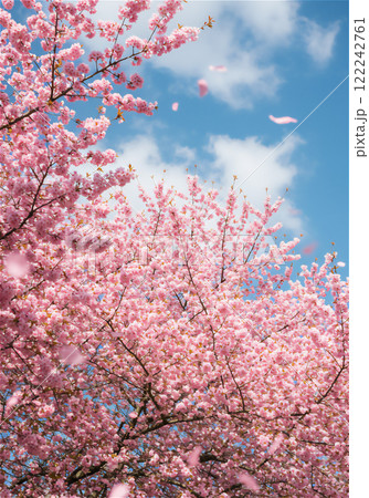 青空に映える満開の桜 青空に映える満開の桜 122242761