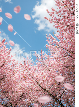 青空に映える満開の桜 青空に映える満開の桜 122242764