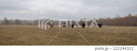 Banner herd of black Aberdeen Angus bulls standing in a field in autumn. 122244322