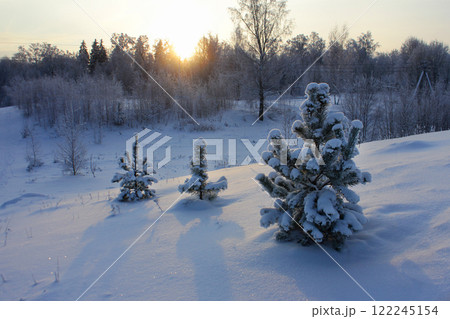 pine trees in the snow. winter landscape at sunrise or sunset 122245154