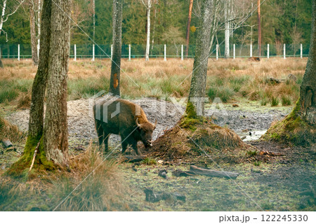 European Bison Grazing in Forest Enclosure. European Bison Grazing in Forest Enclosure. 122245330