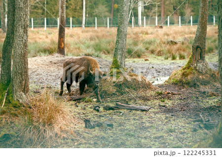 Solitary European Bison in Forest Habitat. 122245331