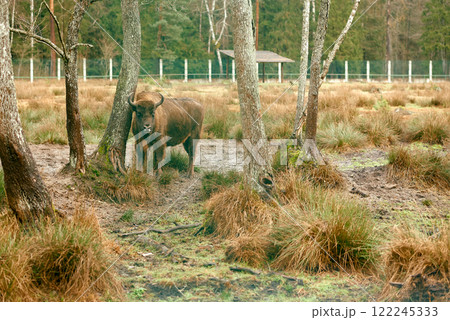 European Bison Standing Among Woodland Trees. European Bison Standing Among Woodland Trees. 122245333
