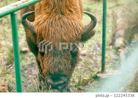 Close-Up of European Bison Behind Fence. 122245336