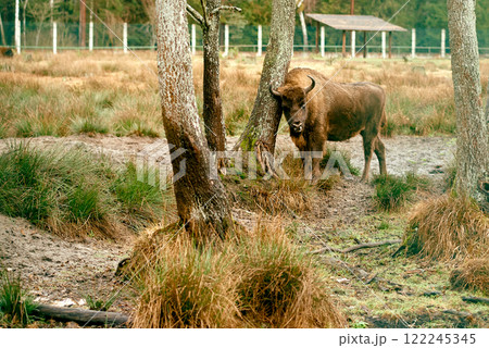 European Bison Resting Against Forest Tree. 122245345