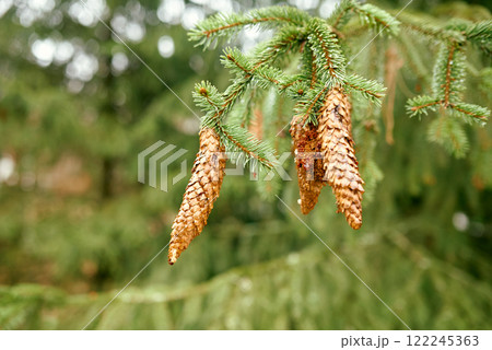Cluster of Pine Cones on Evergreen Branch. 122245363