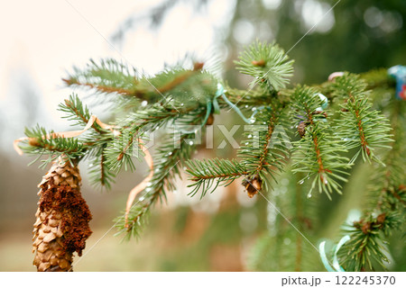 Close-up of Pine Cone with Decorative Ribbons. Close-up of Pine Cone with Decorative Ribbons. 122245370