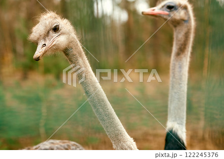 Closeup of Two Ostriches in Forest. 122245376